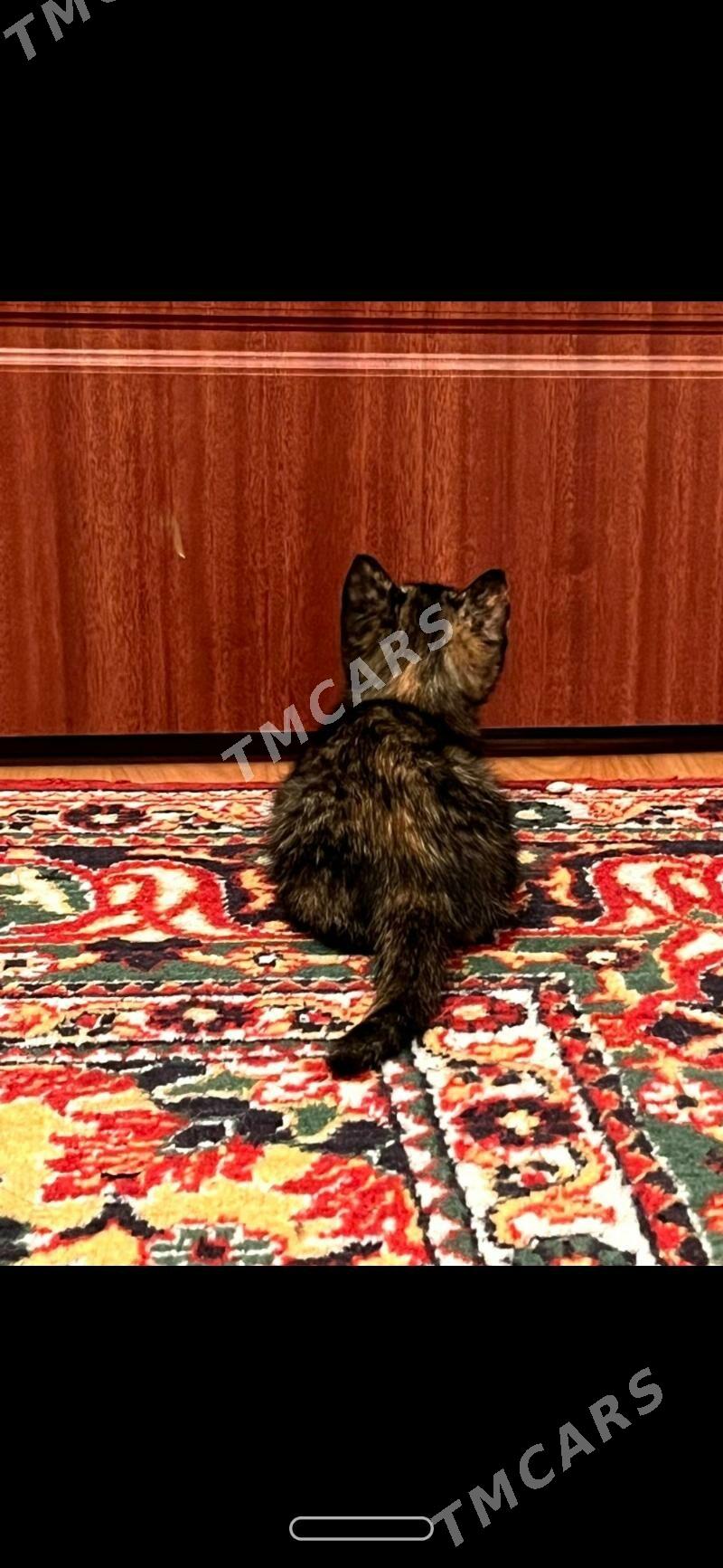 Отдам котёнка в добрые руки - Türkmenabat - img 3