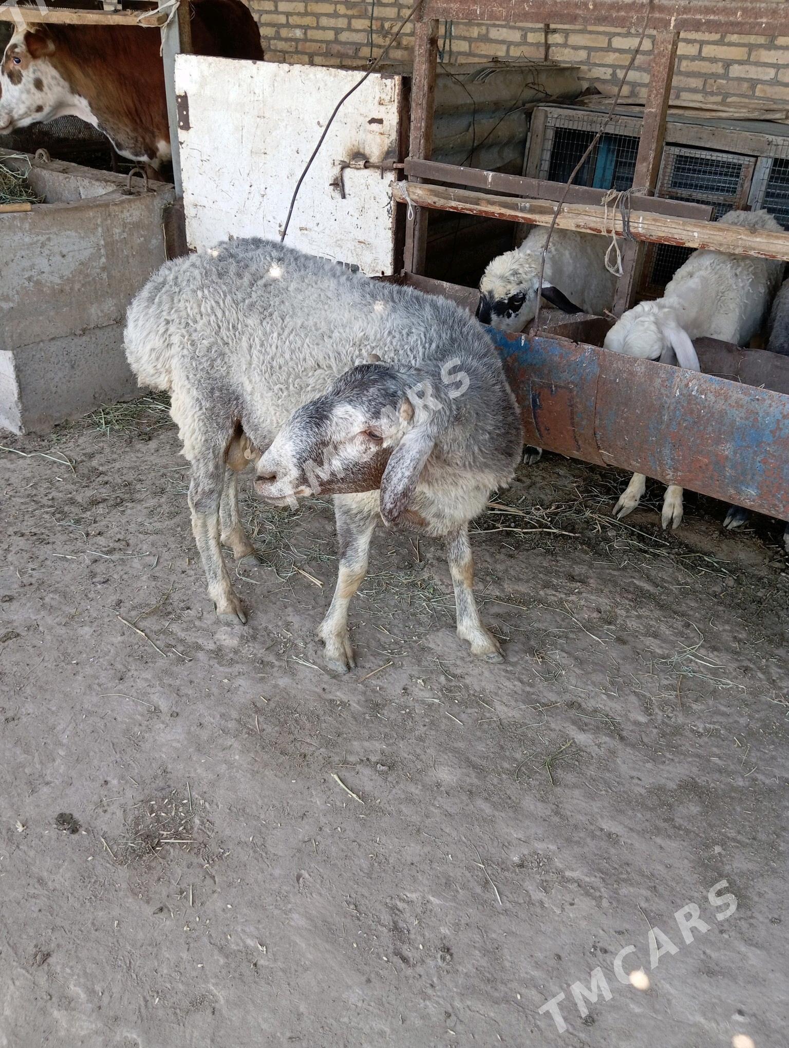 goçkar - Çärjew - img 2