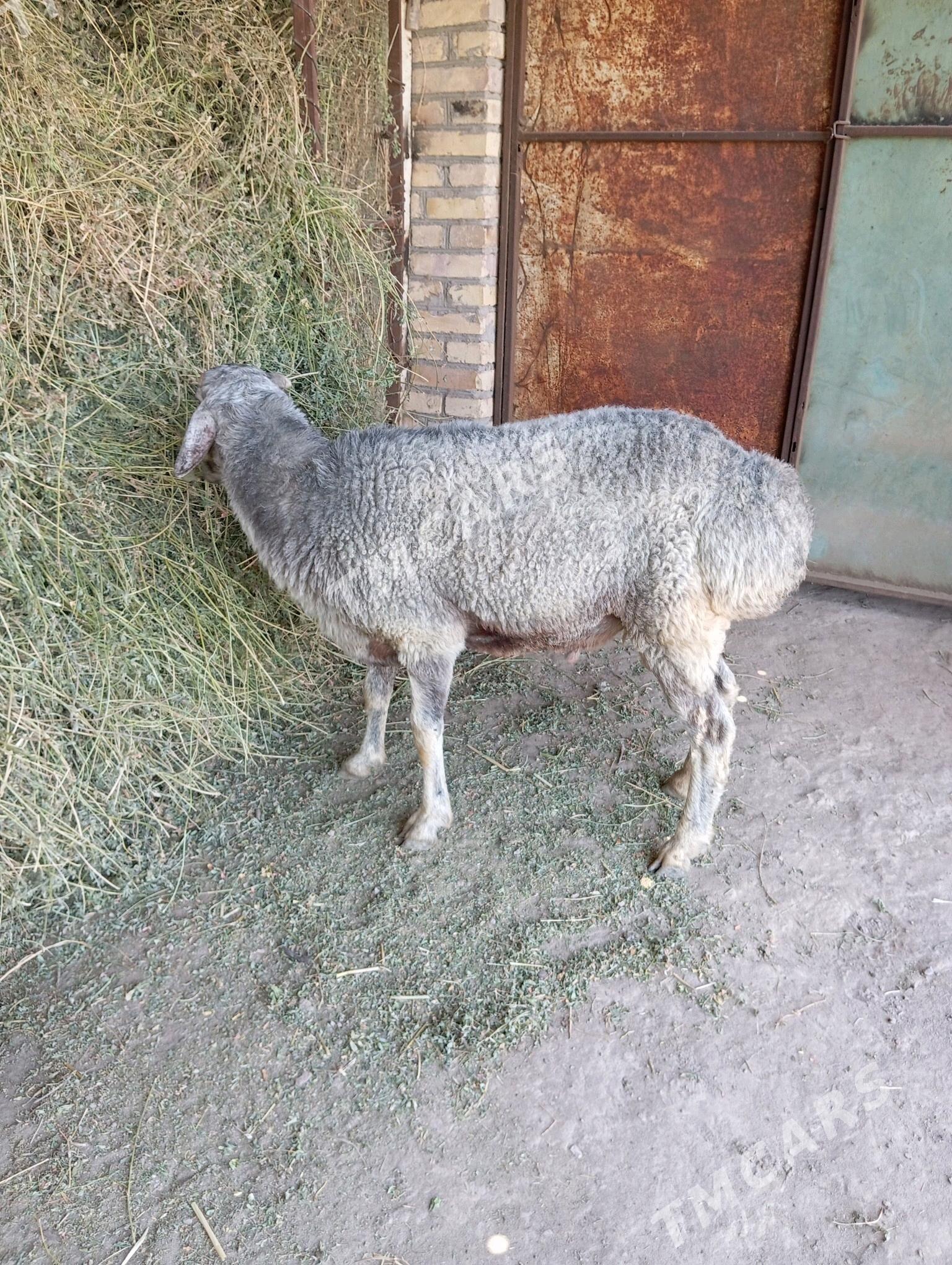goçkar - Çärjew - img 5