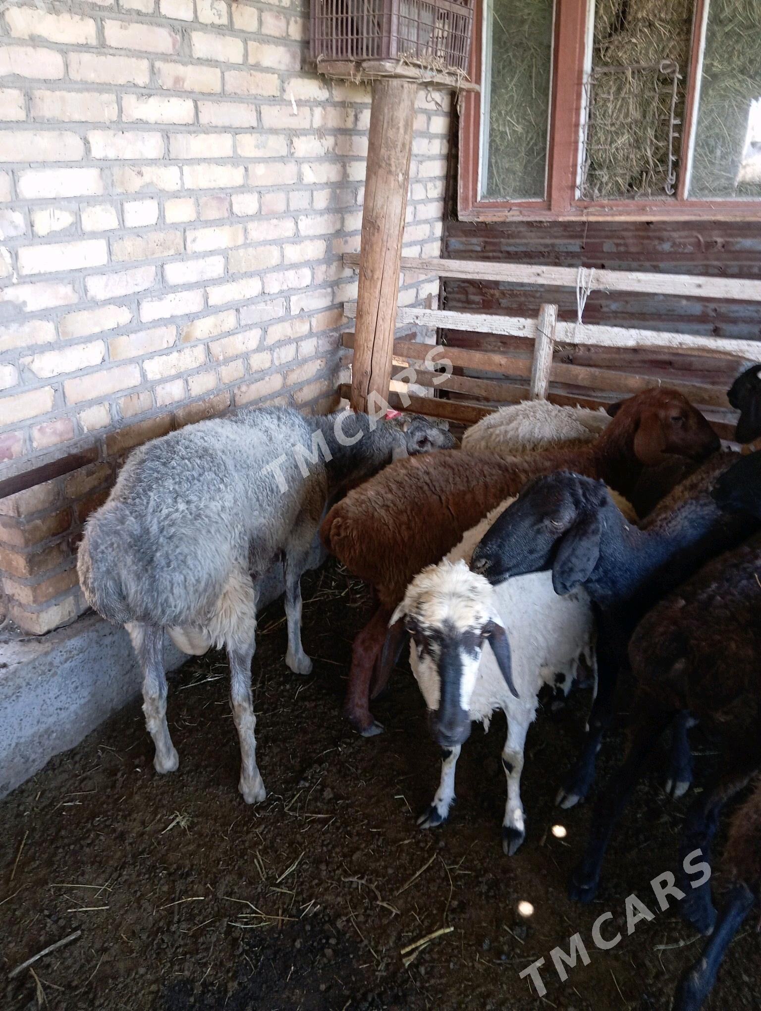 goçkar - Çärjew - img 3