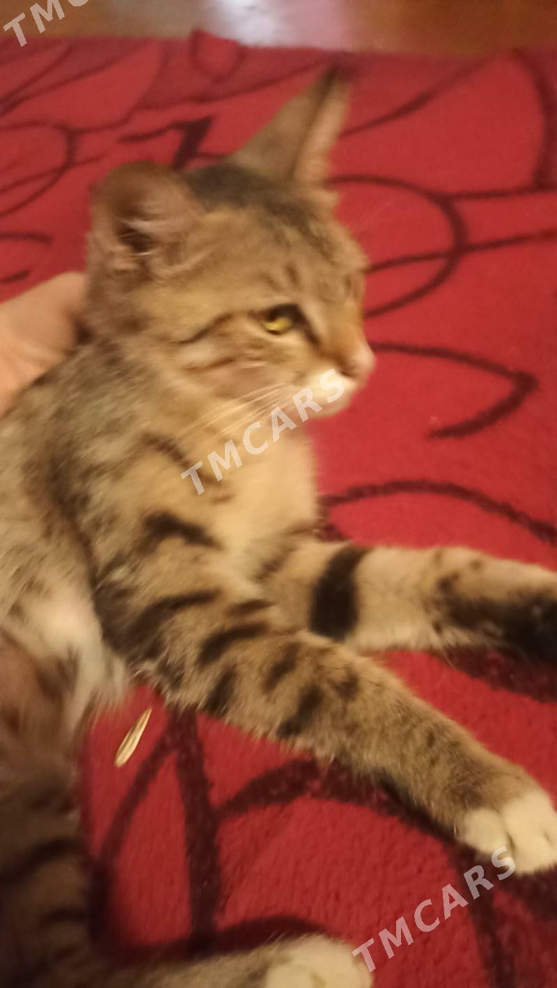 pishik - Daşoguz - img 2