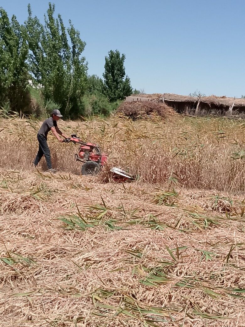 MTZ T-28 2025 - 18 000 TMT - Gubadag - img 9