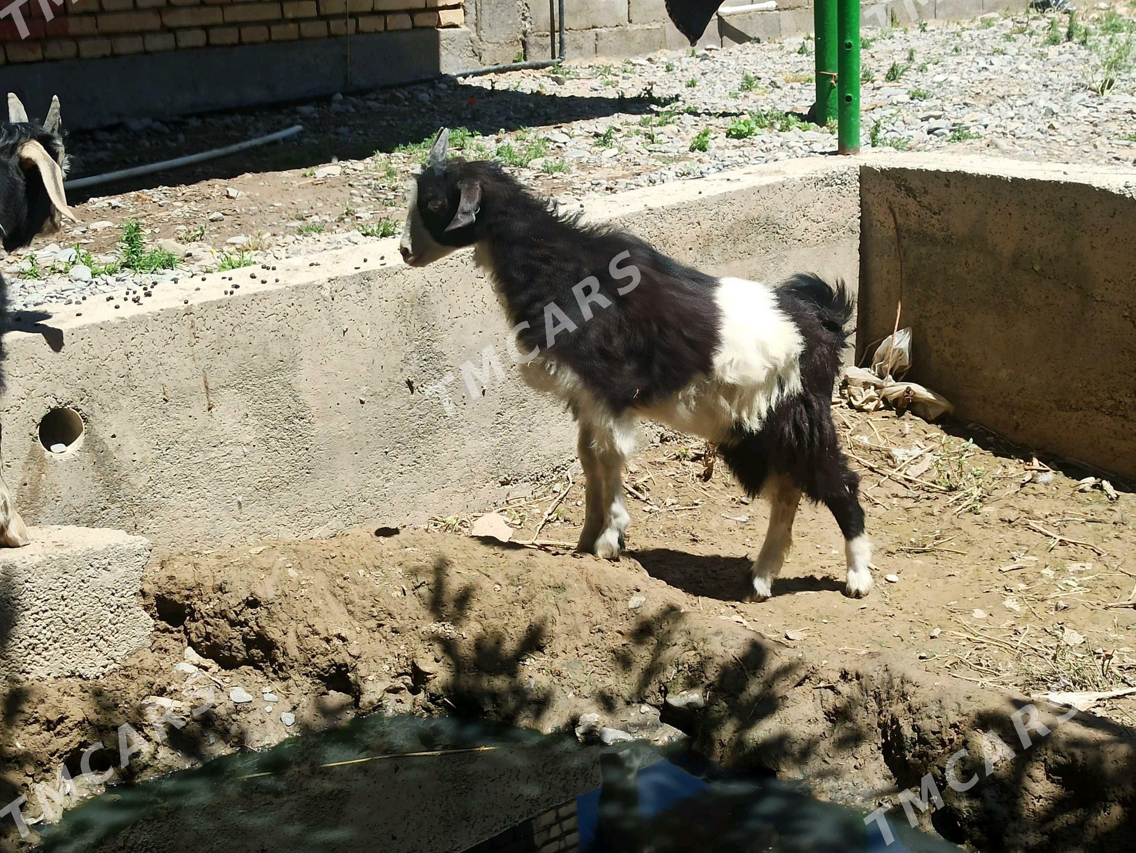 owlak çewiş - Kaka - img 2