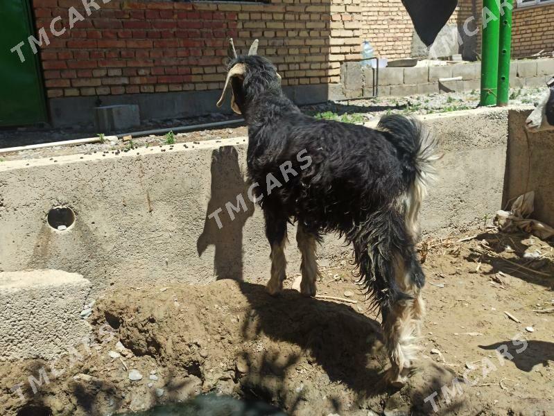 çewiş - Kaka - img 2