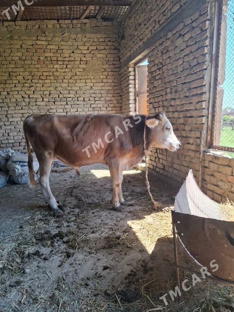 Öküzler - Gökdepe - img 2