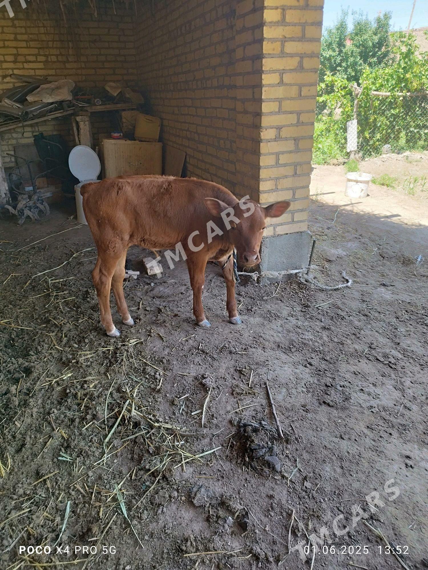 саглык сыгыр - Dänew - img 3