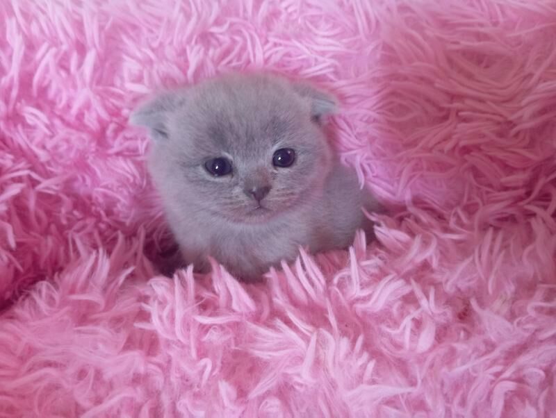 Котёнок - Mary - img 3