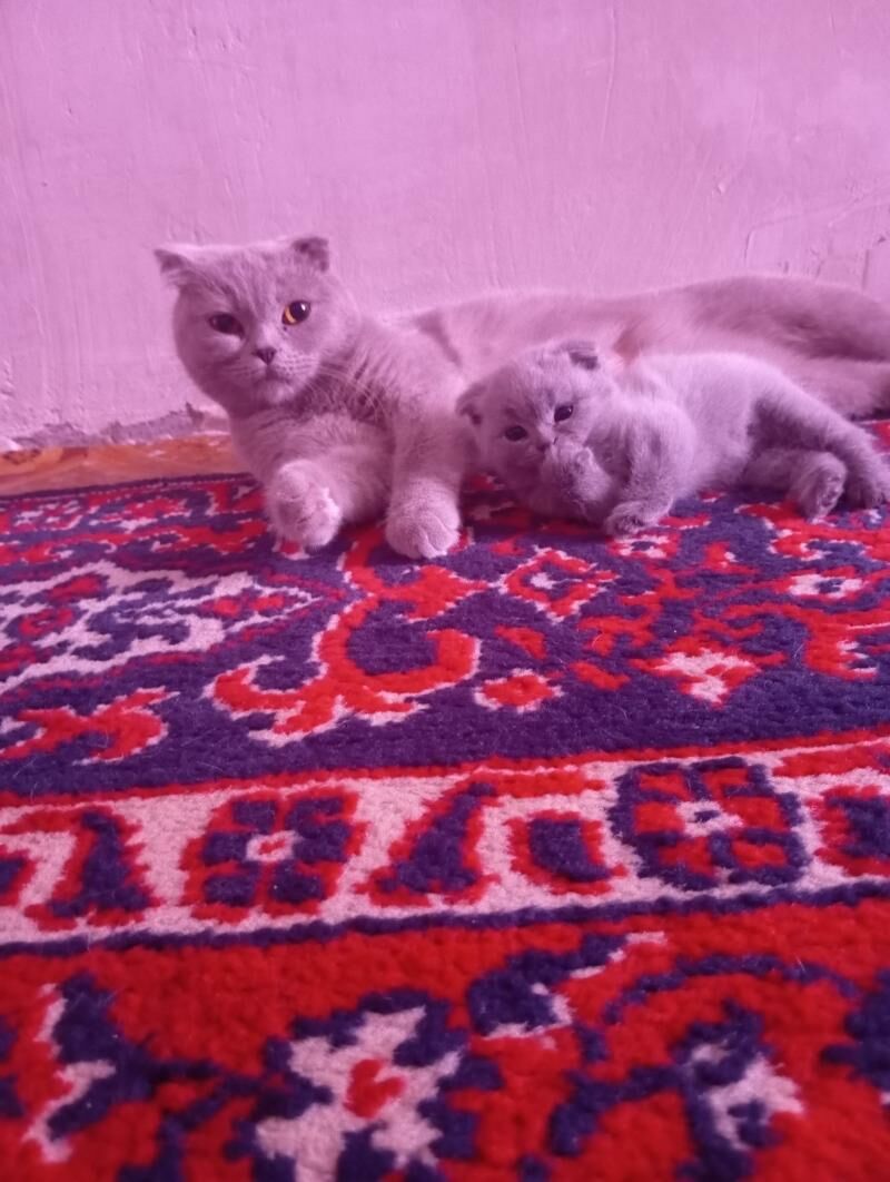 Котёнок - Mary - img 4