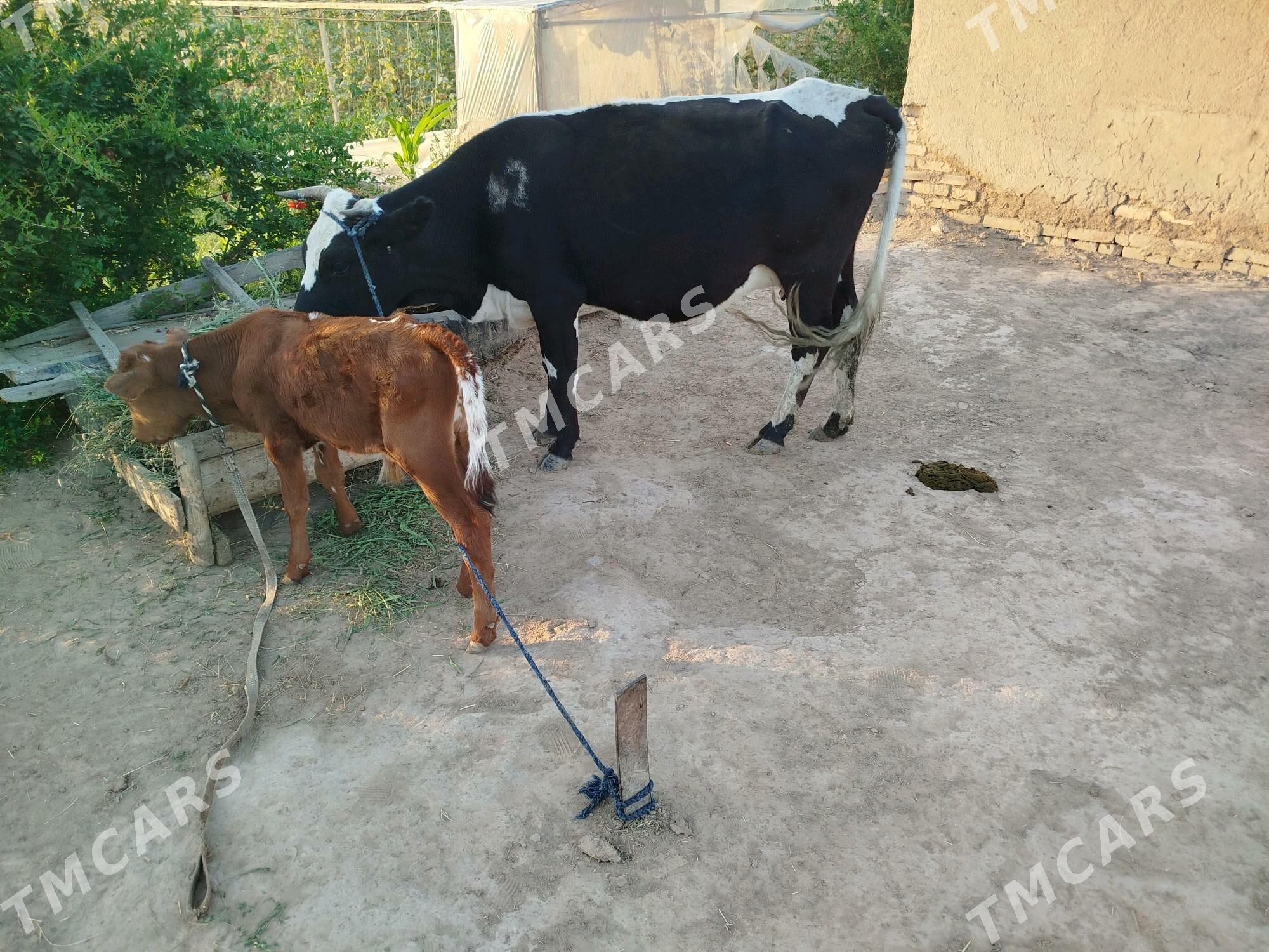 Goleli sygyrlar - Murgap - img 2