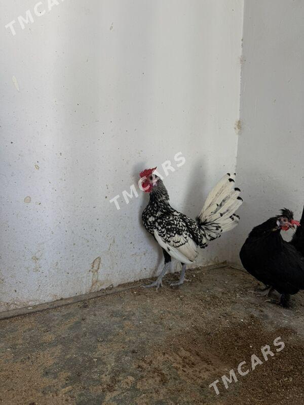 zibrit - Çoganly - img 3