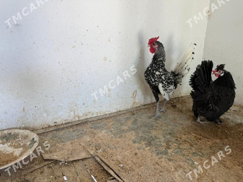 zibrit - Çoganly - img 2
