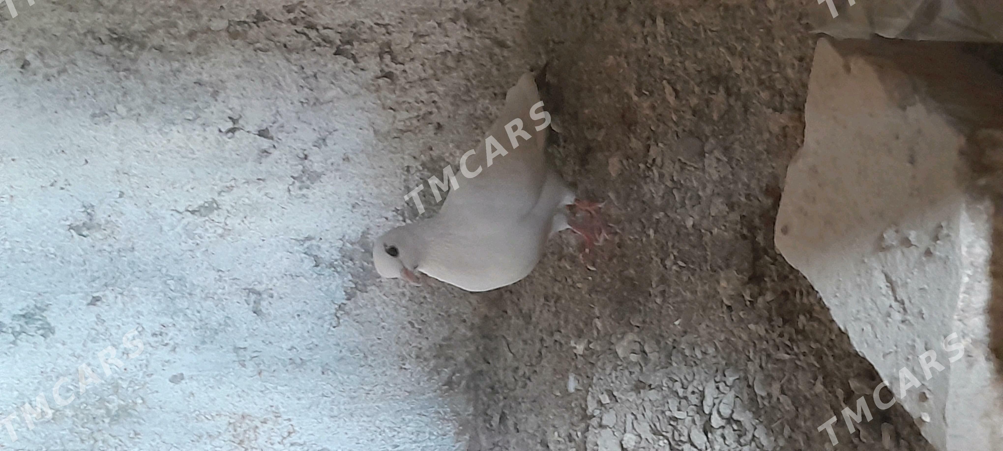 Ak Kepderi - Çoganly - img 3