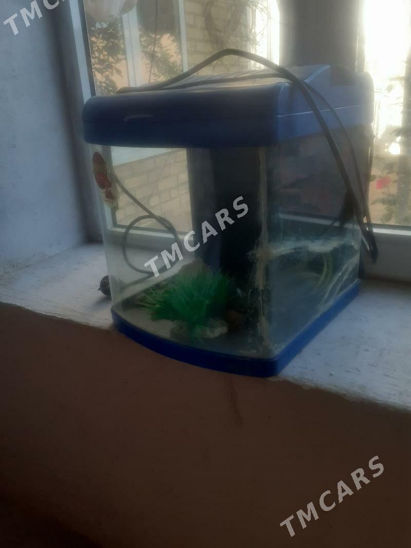 аквариум - Türkmenabat - img 2