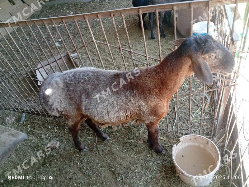 Koçkar - Çärjew - img 3