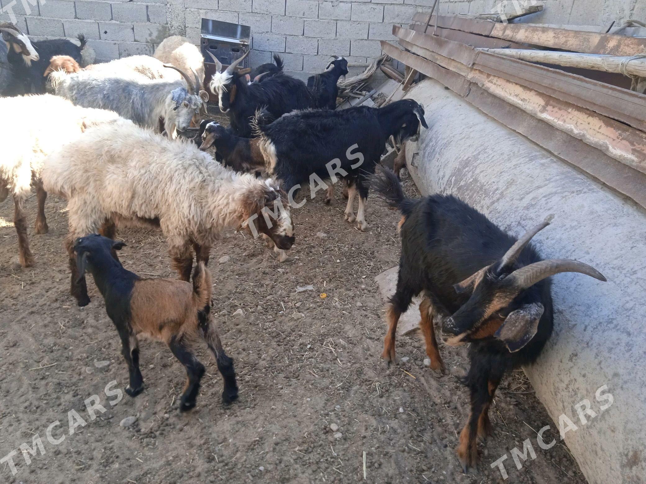 Owlakly geçi - Balkanabat - img 2