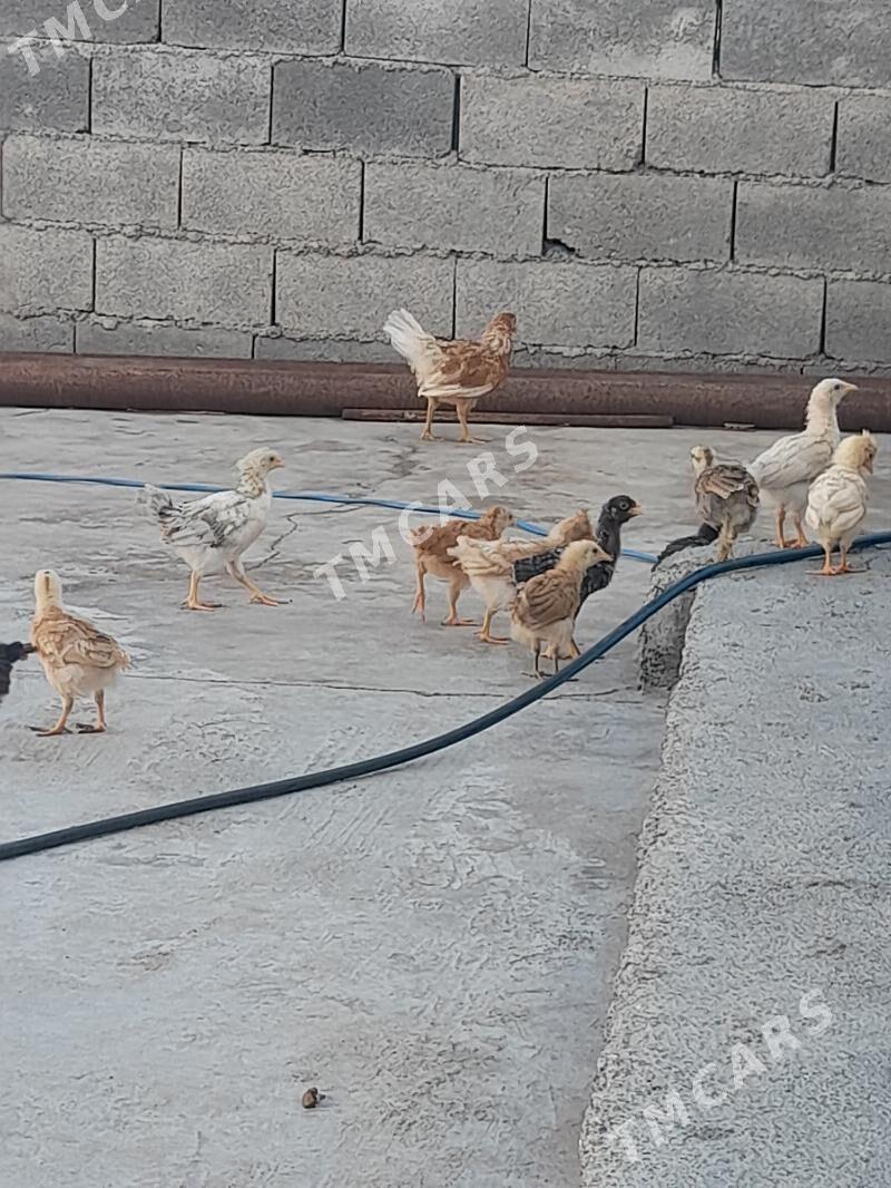 juyje - Çoganly - img 2