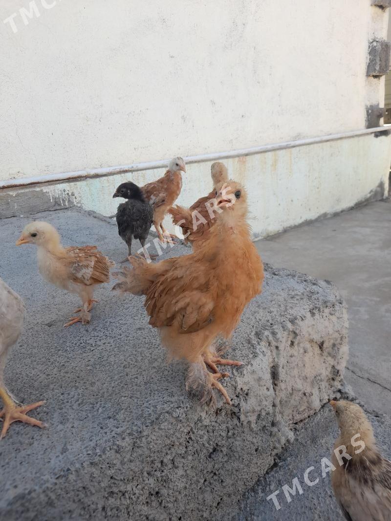 juyje - Çoganly - img 3