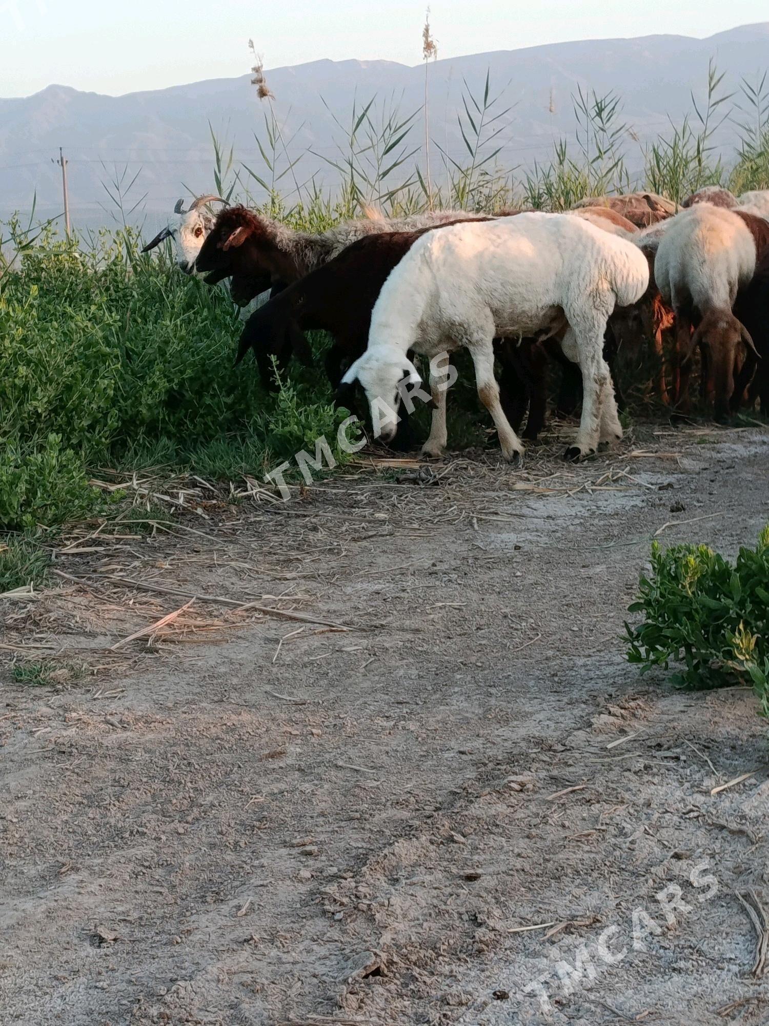 Gysar - Aşgabat - img 2