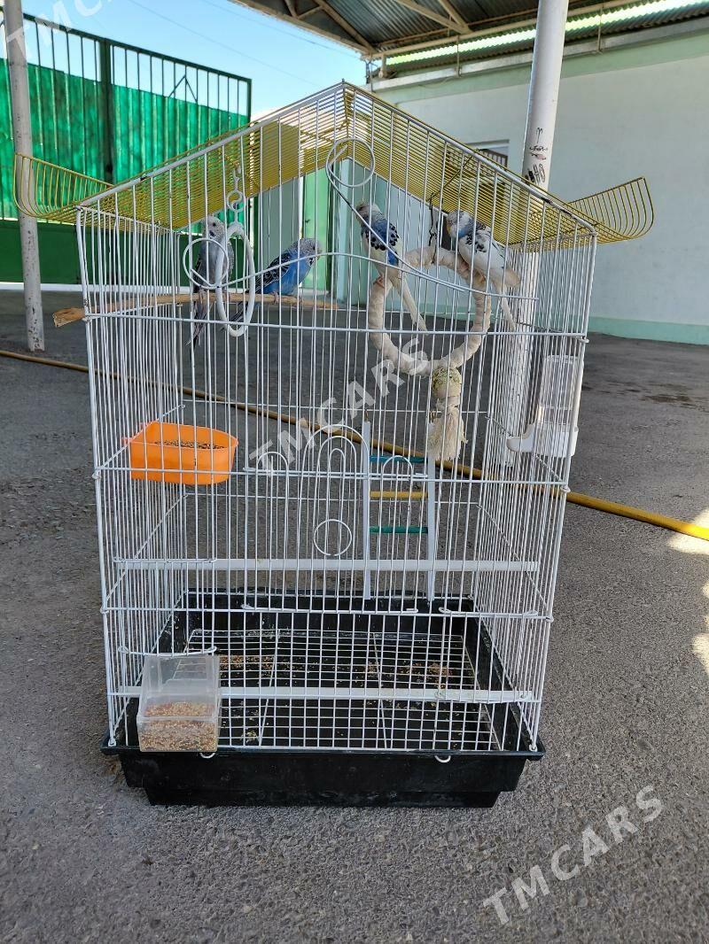Pobugay guş - Aşgabat - img 4