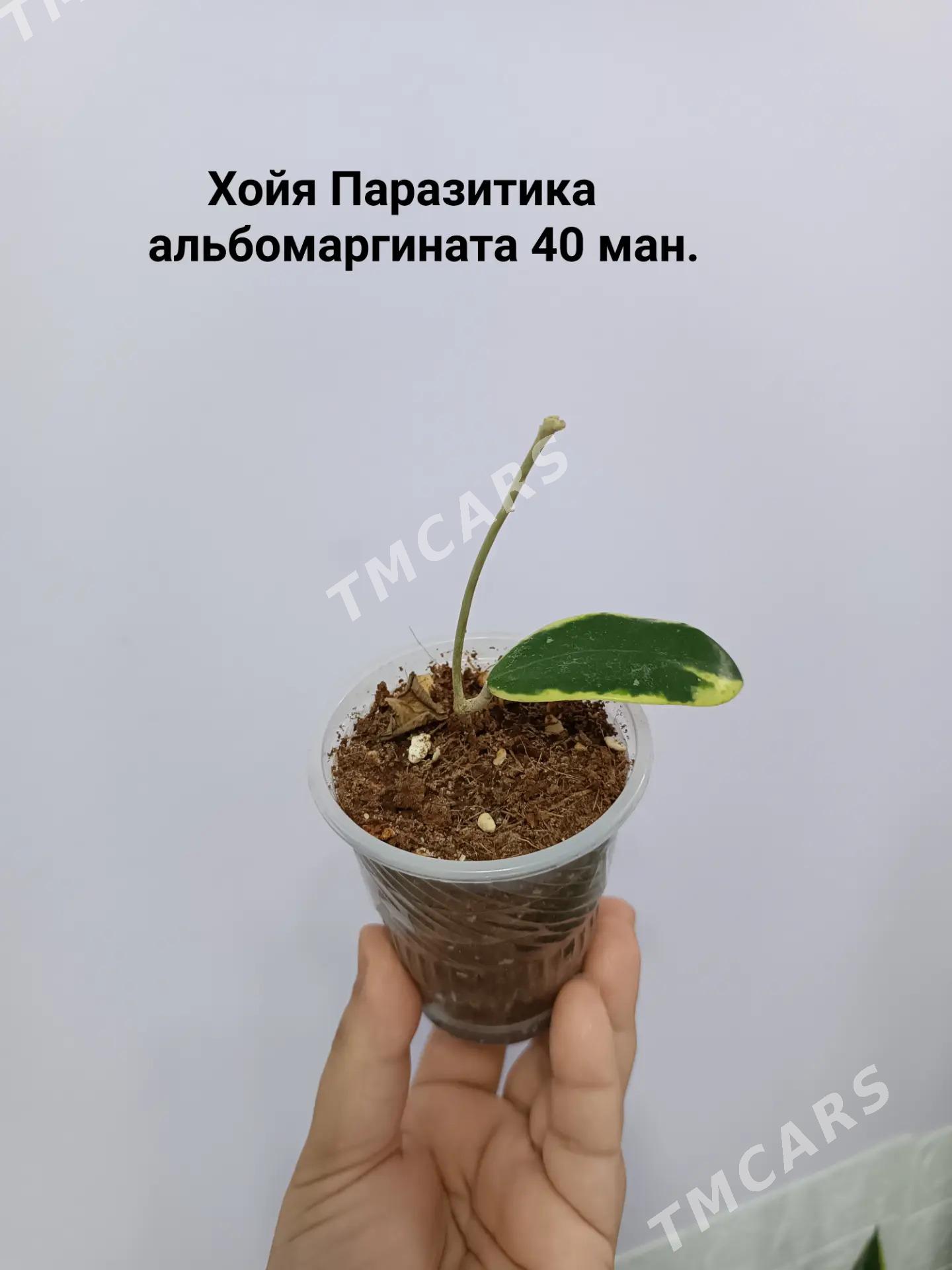 ХОЙЯ РАЗНЫЕ СОРТА - Aşgabat - img 3