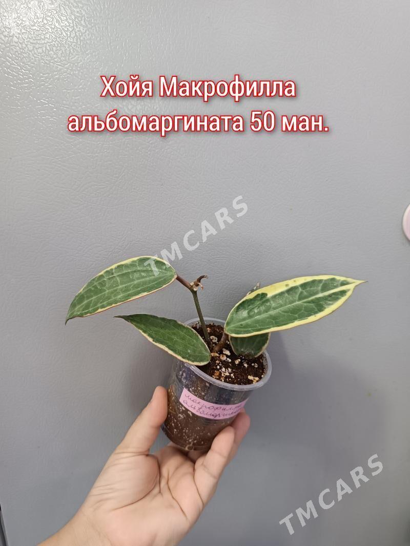 ХОЙЯ РАЗНЫЕ СОРТА - Aşgabat - img 4