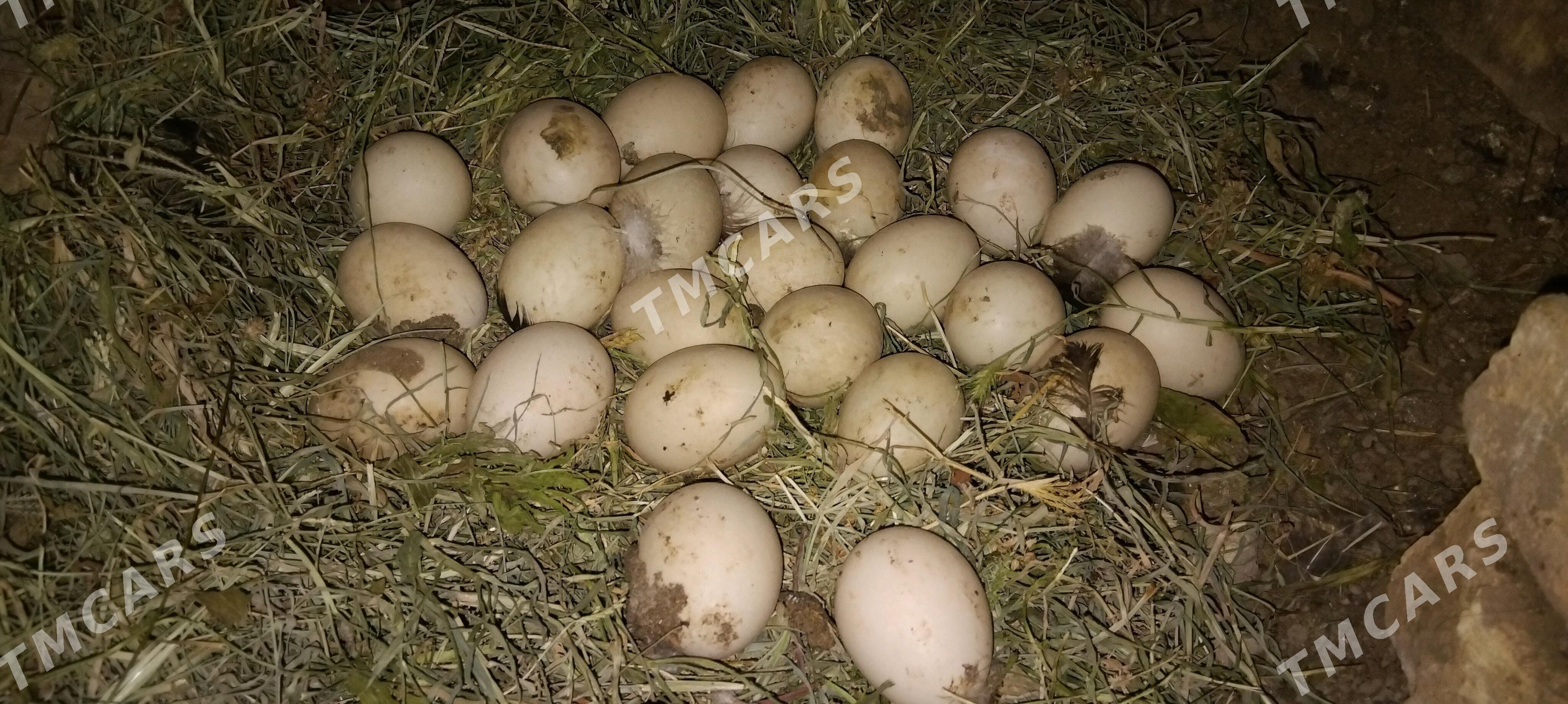 indautka yumurtga - Мары - img 2