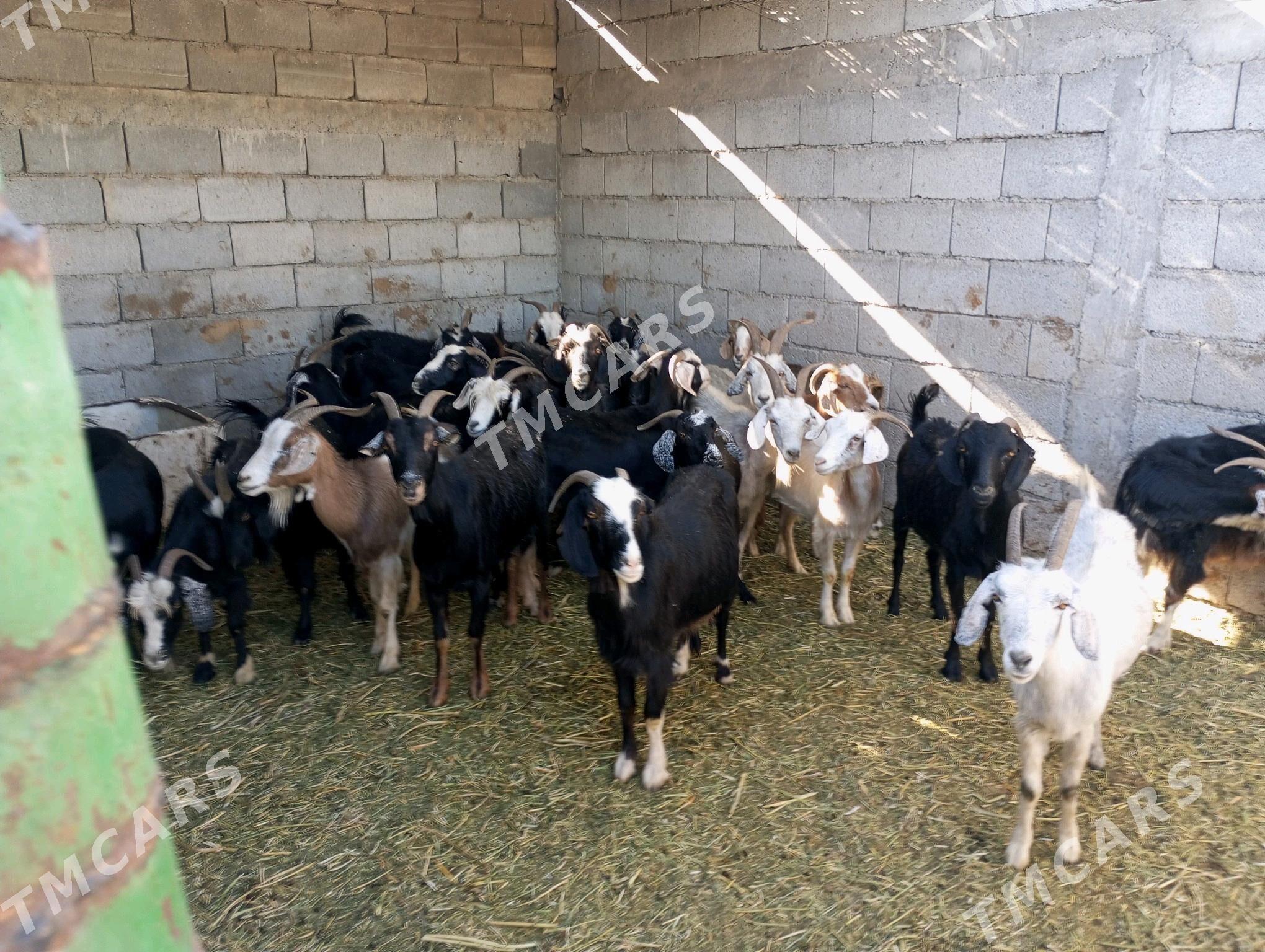 GEÇİ 27 SANY - Гёкдепе - img 2