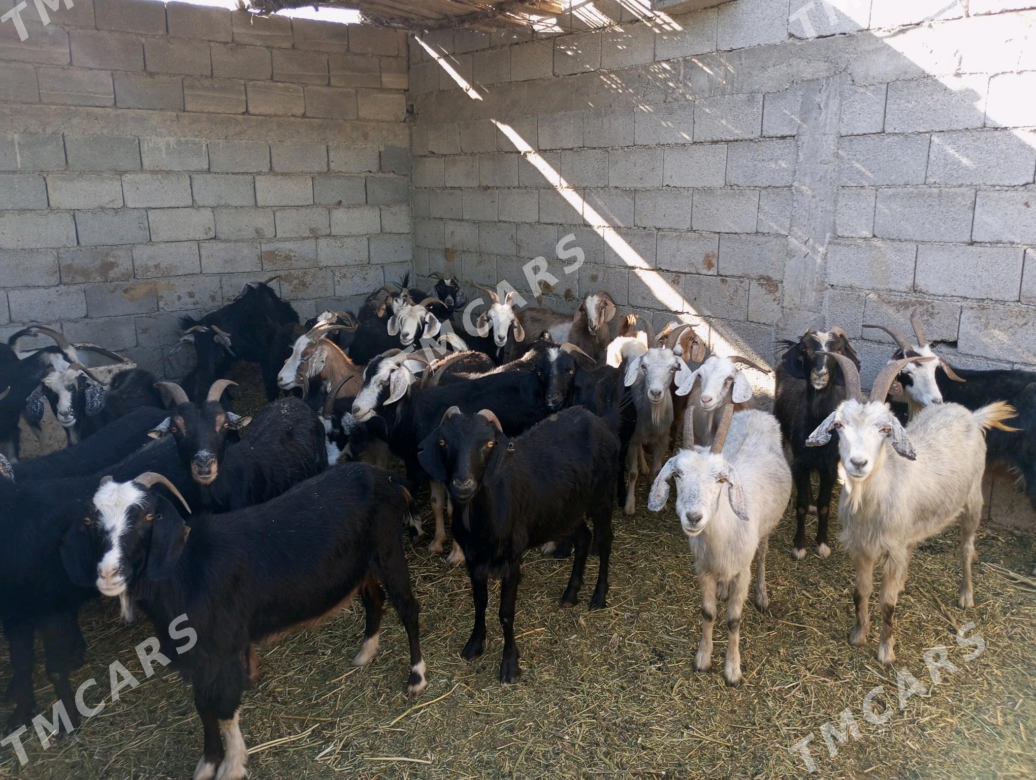 GEÇİ 27 SANY - Гёкдепе - img 3