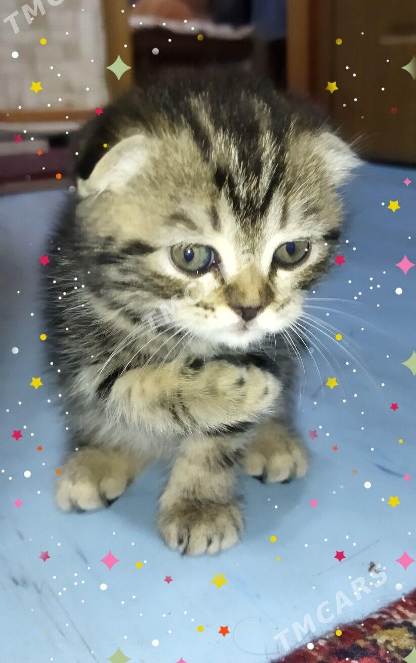 Котята шотландцы - Туркменабат - img 3
