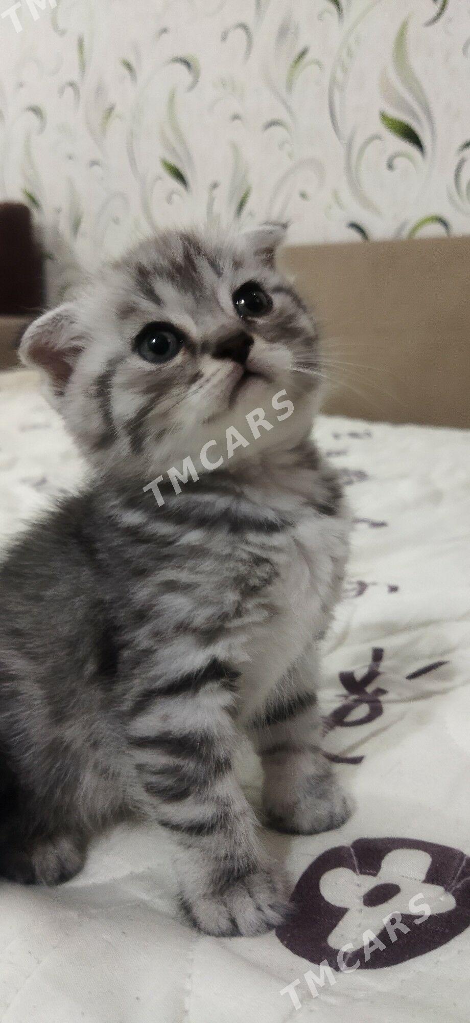 Котята шотландцы - Туркменабат - img 5