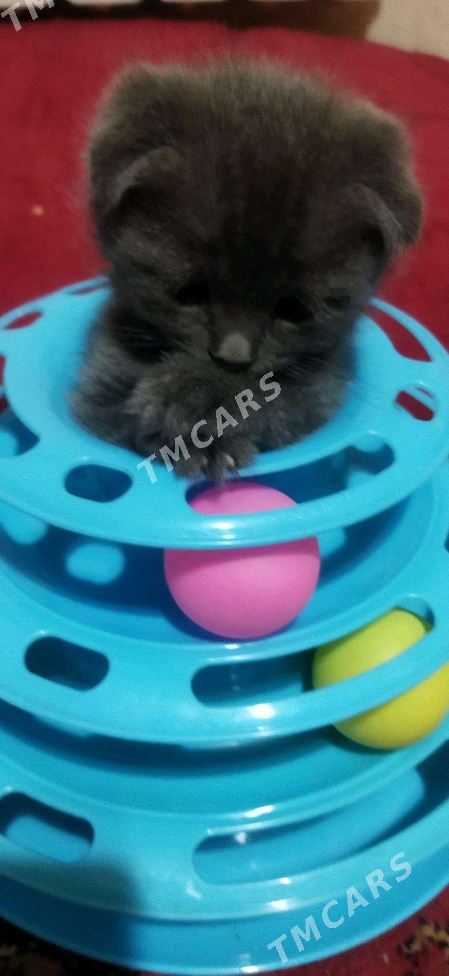 Котята шотландцы - Туркменабат - img 8