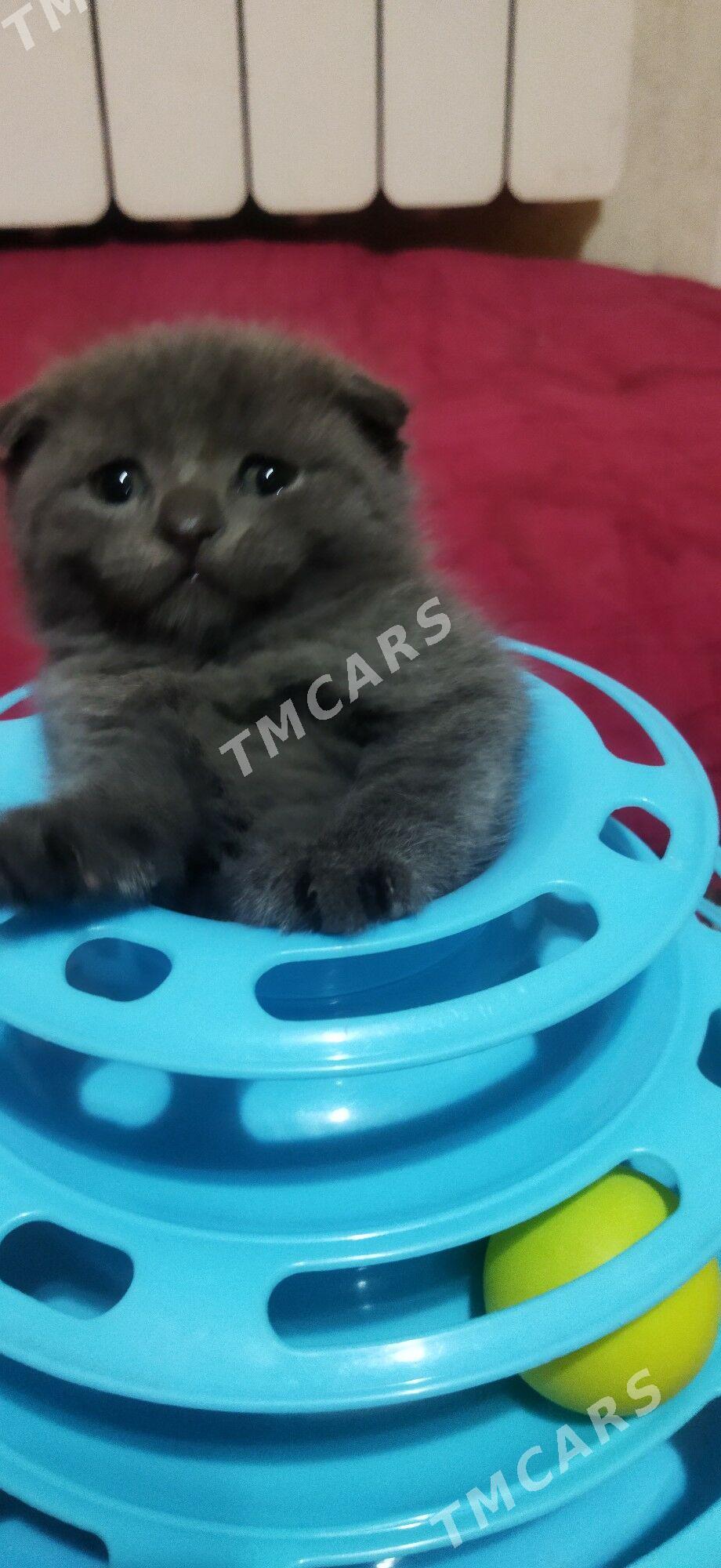 Котята шотландцы - Туркменабат - img 6