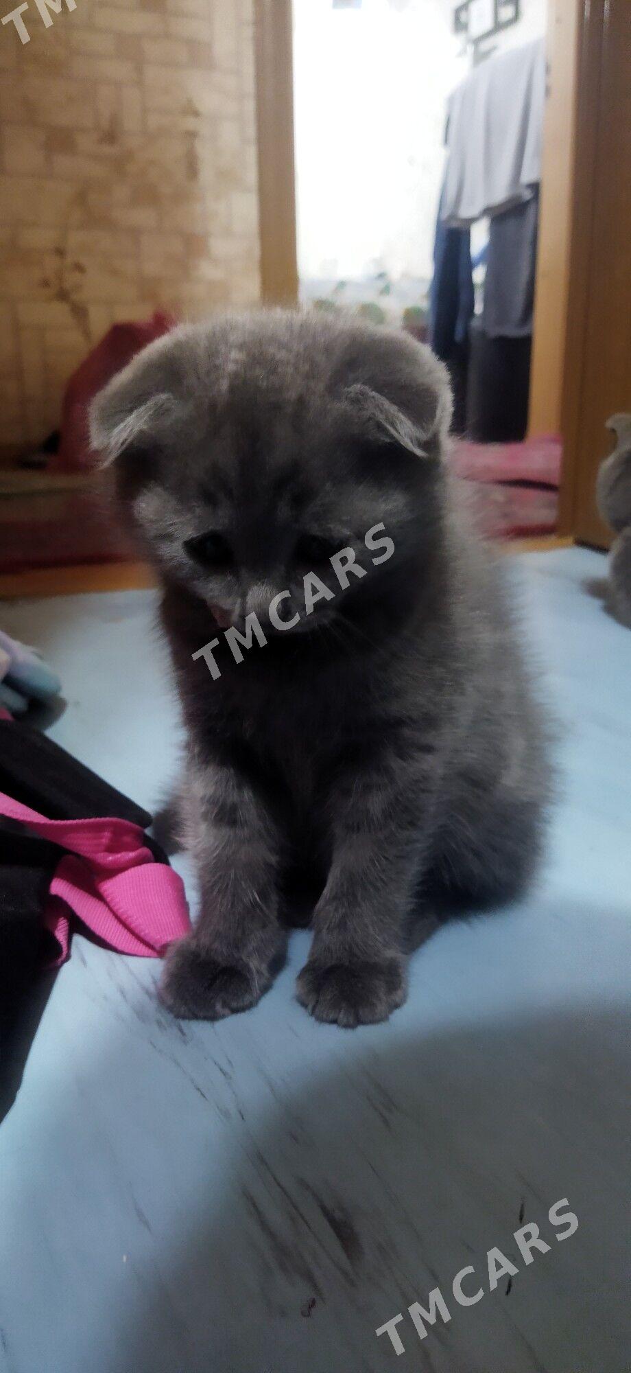 Котята шотландцы - Туркменабат - img 4