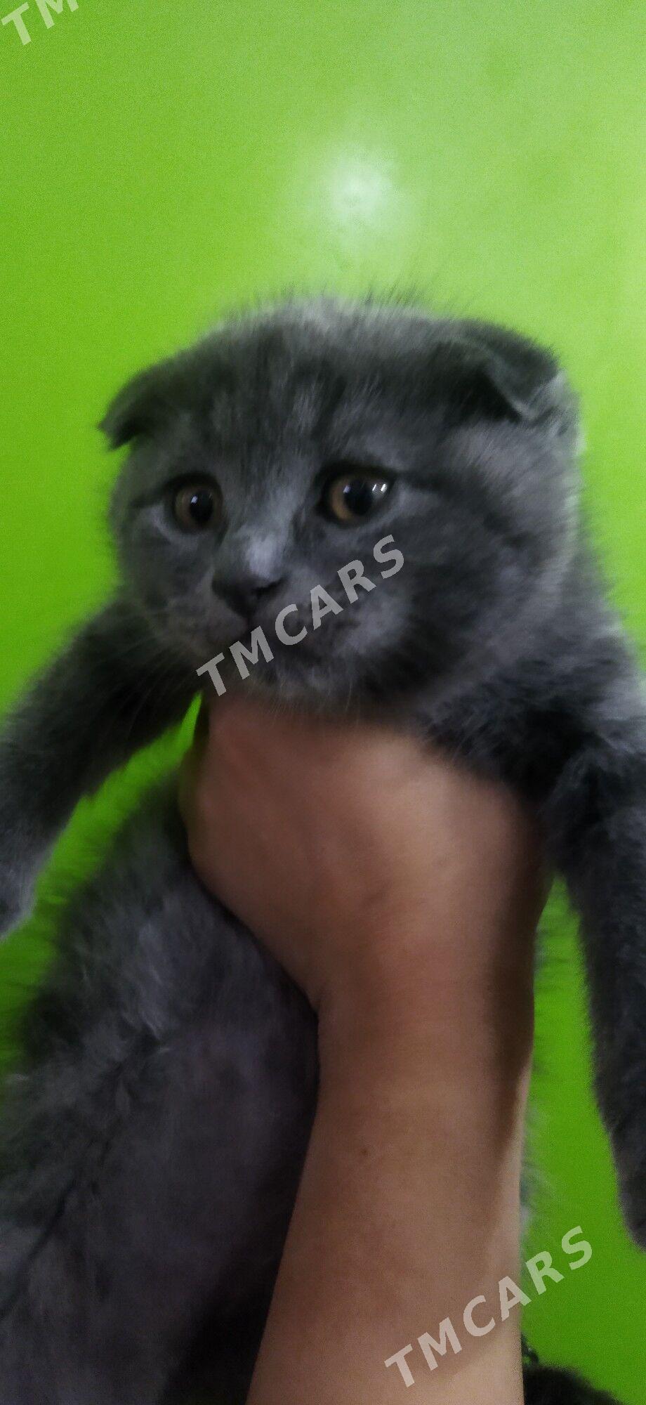 Котята шотландцы - Туркменабат - img 2