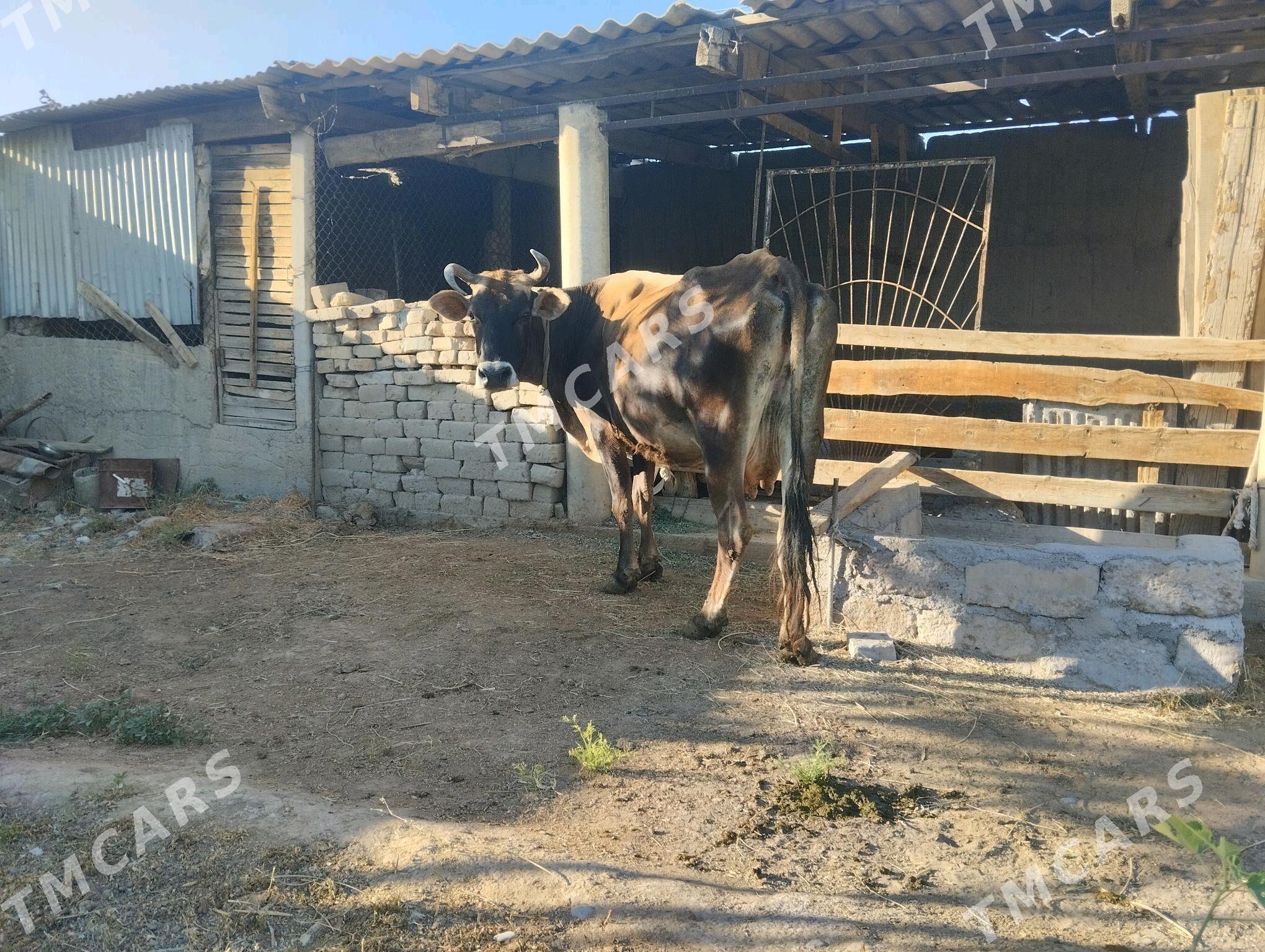 boğaz sygyr - Gökdepe - img 2