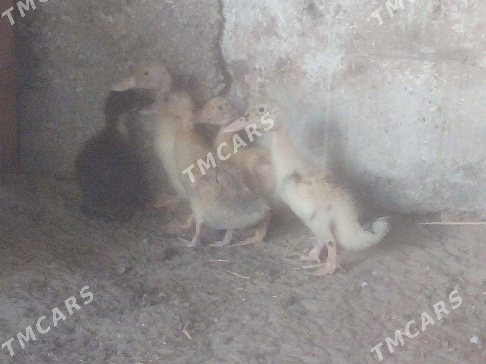ordek - Balkanabat - img 2
