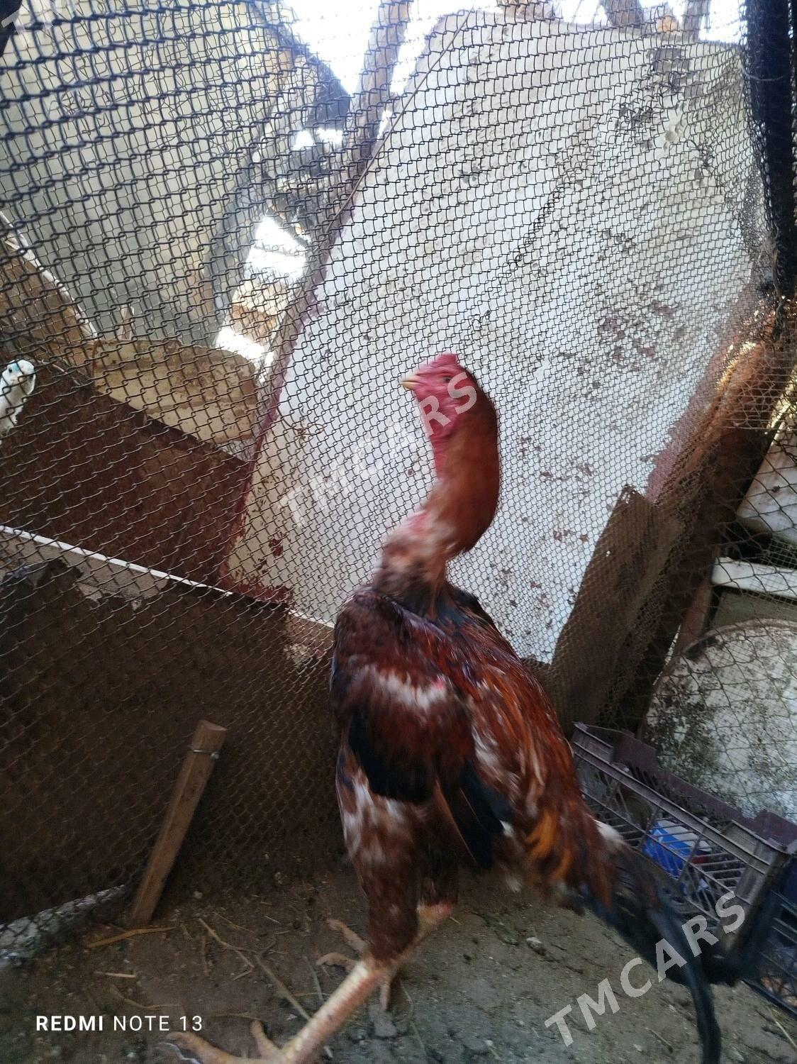 Töňke baysy - Saýat - img 2