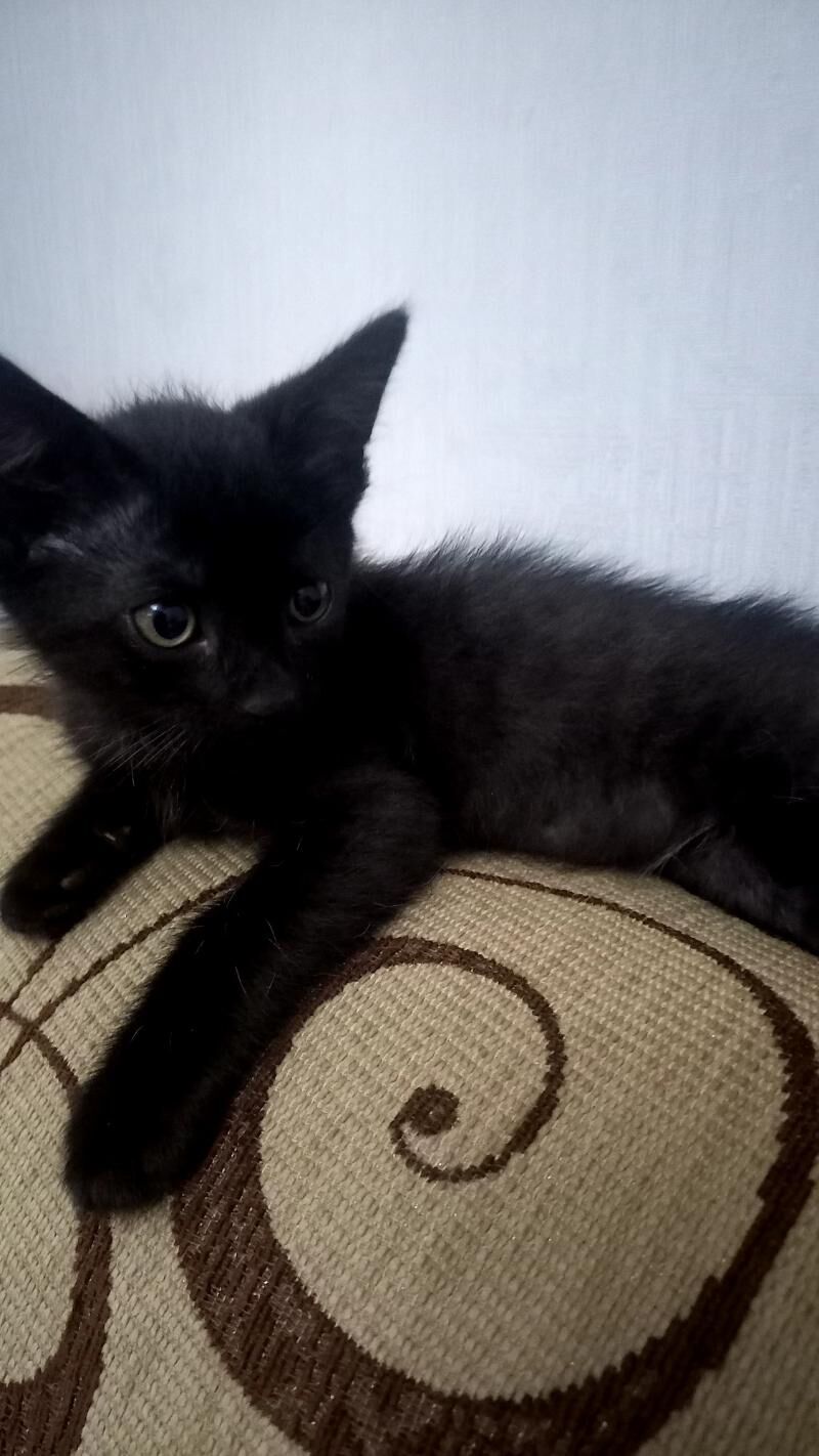 Котята - Туркменбаши - img 4