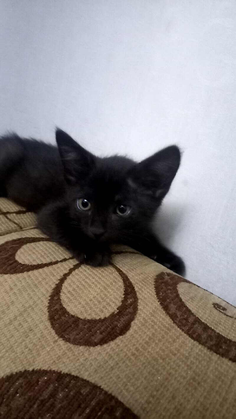 Котята - Туркменбаши - img 3
