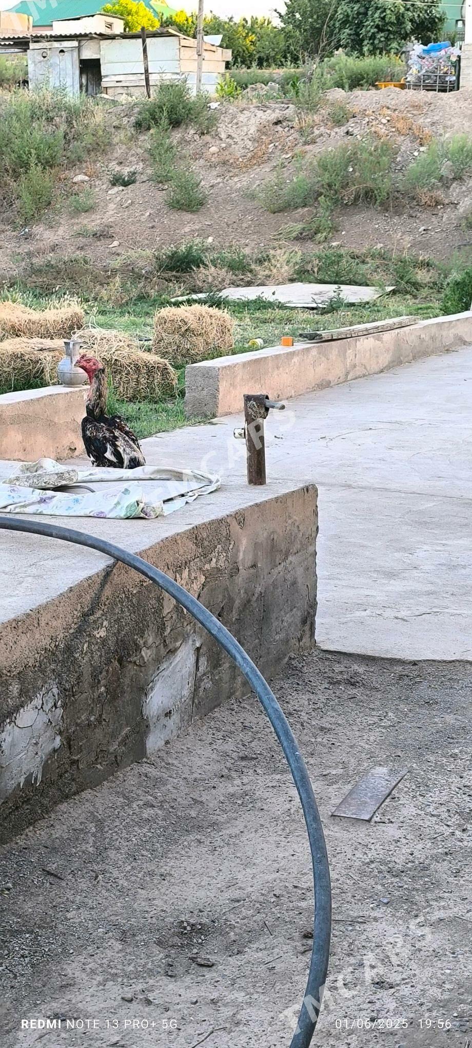 Taşkent horaz - Aşgabat - img 3