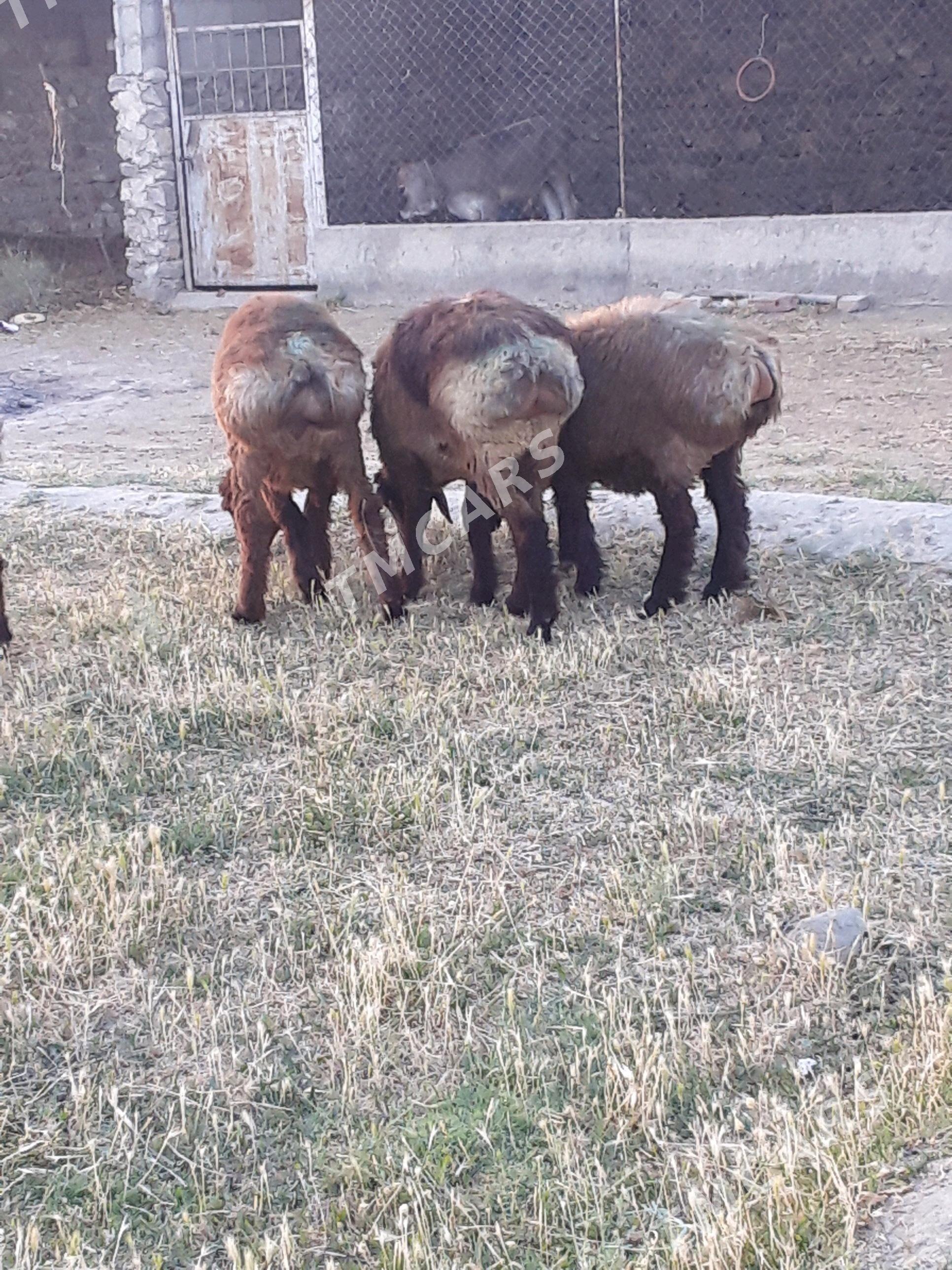 Berre - Bäherden - img 2