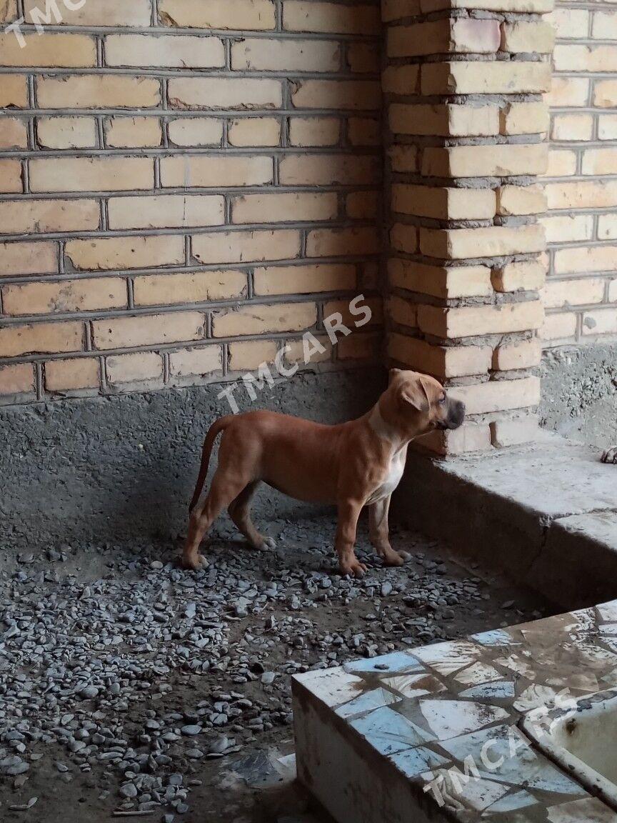 pitbull - Туркменабат - img 3