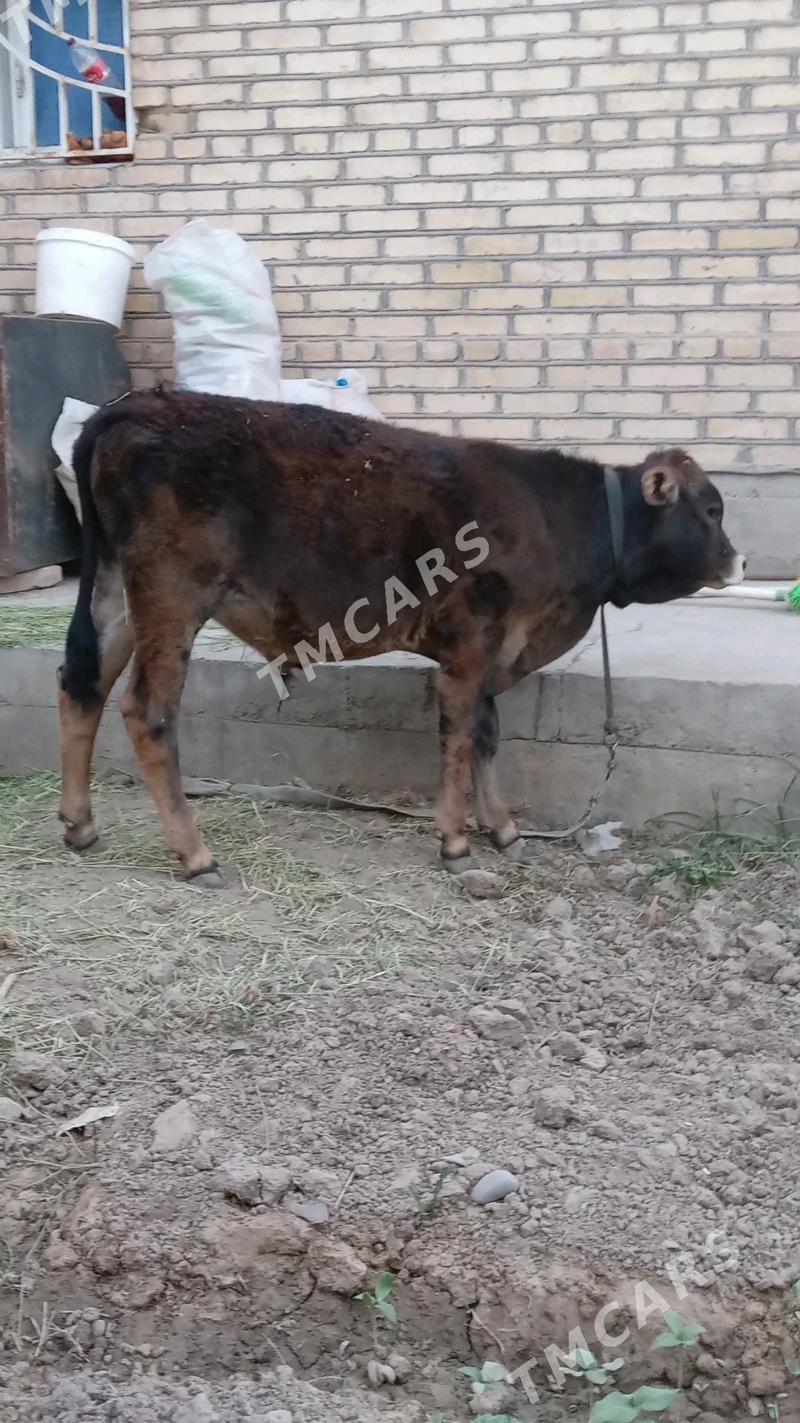 Şiwes tohum őkűz - Änew - img 4