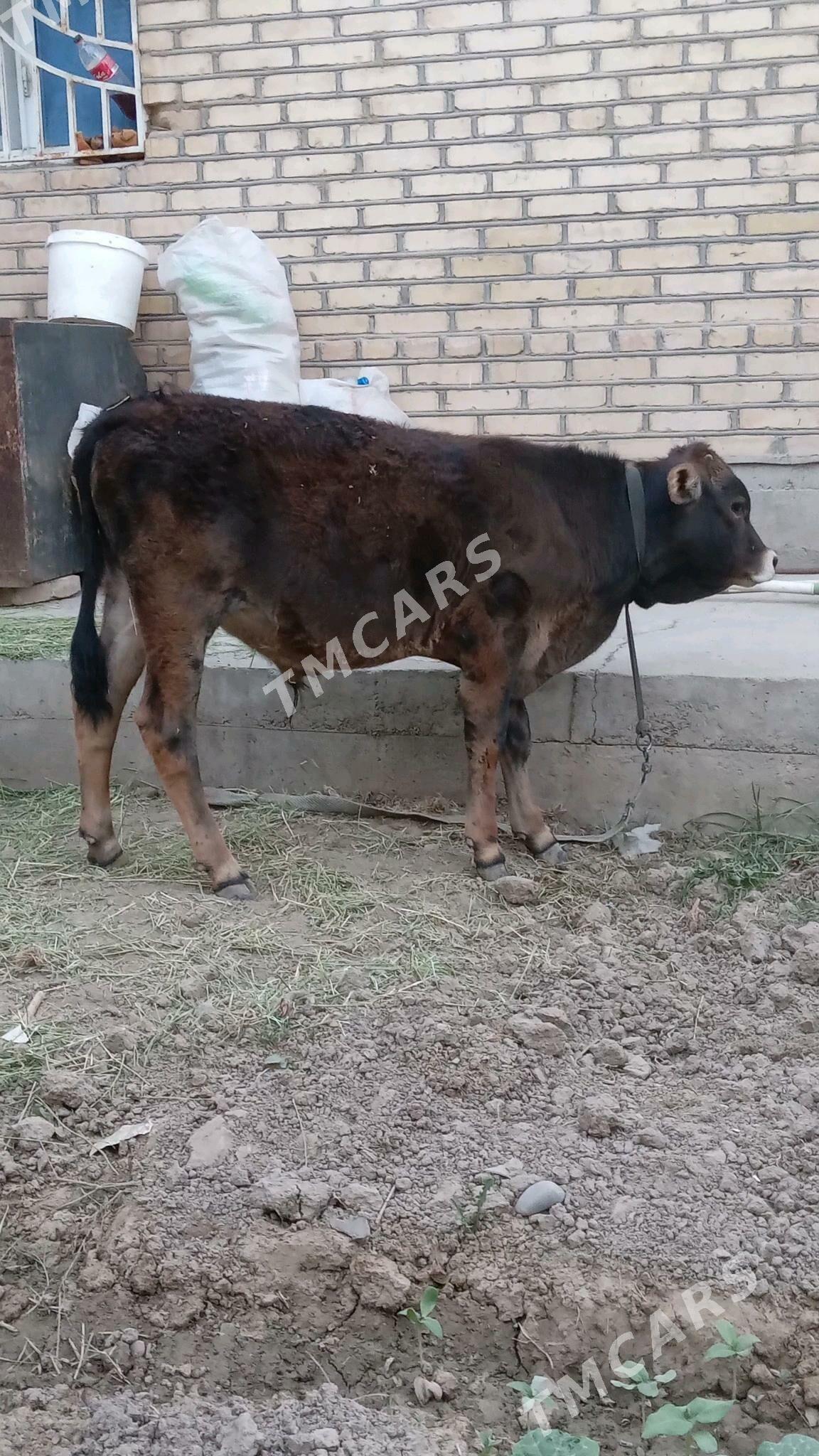 Şiwes tohum őkűz - Änew - img 5