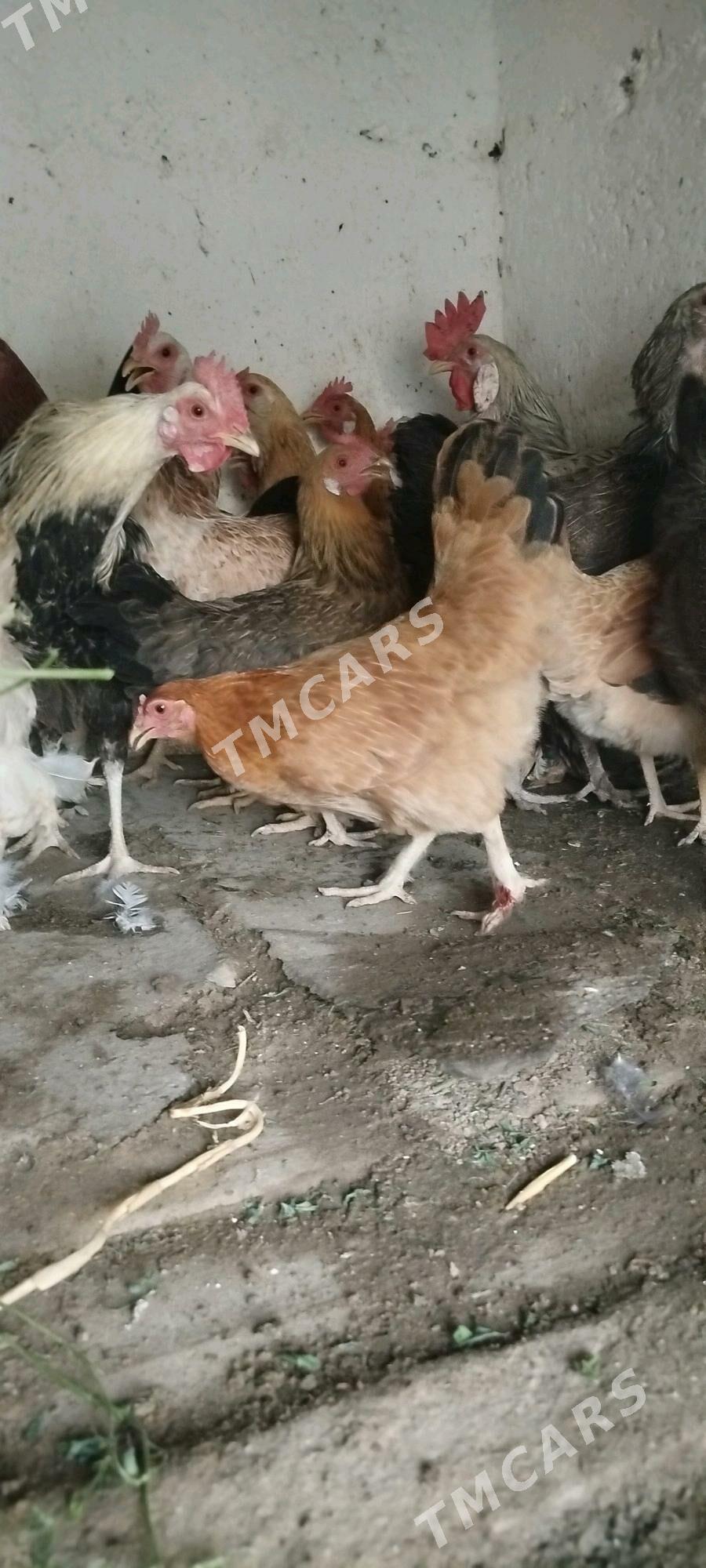 towuklar - Gyzylarbat - img 2