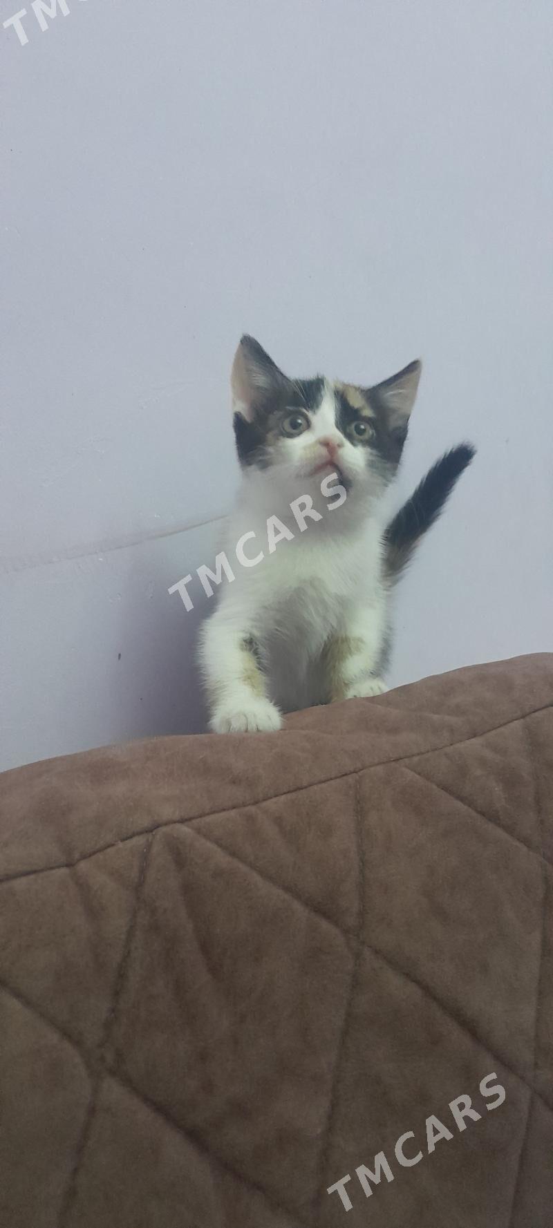 котенок - Türkmenabat - img 2