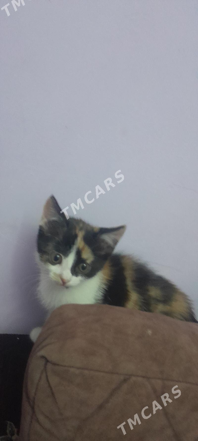 котенок - Türkmenabat - img 5