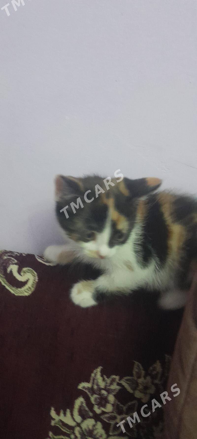 котенок - Türkmenabat - img 4