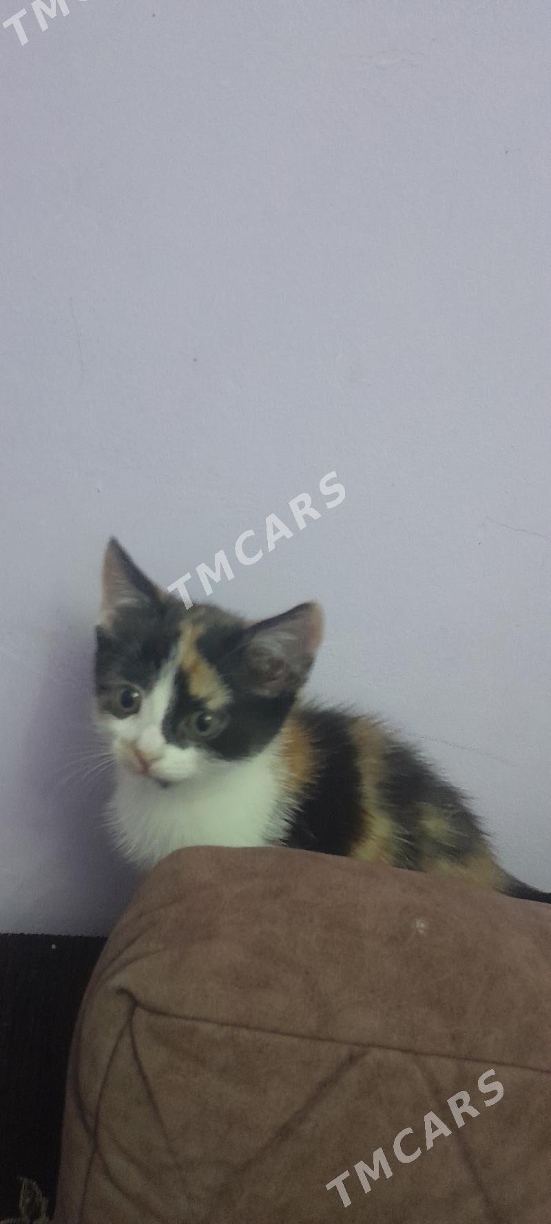котенок - Türkmenabat - img 3