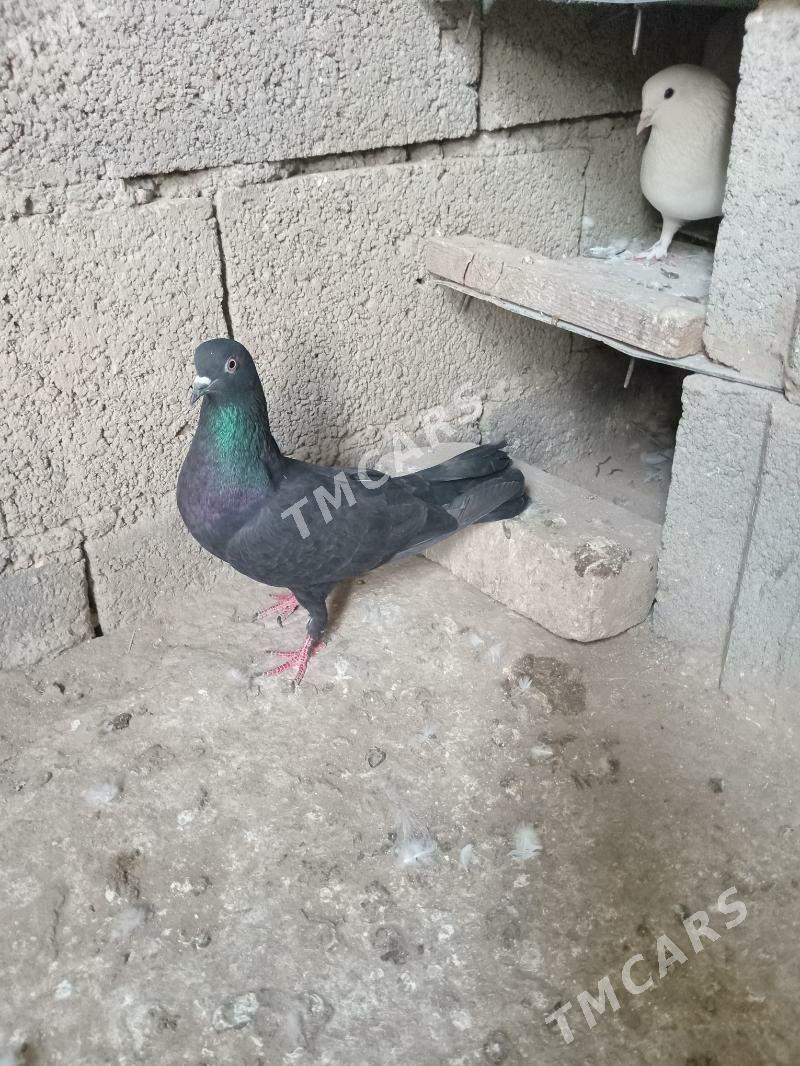 kepderı - Gyzylarbat - img 2